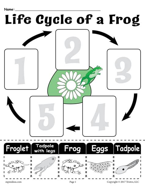 frog life cycle worksheet free